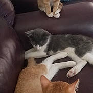 Zeus joined the competition — help win amazing prizes! animal, cat, couch, cute, domestic_animal, feline, fur, gray_cat, indoor, kitten, leather, orange_cat, paw, pet, pillow, relaxing, resting, sitting, whiskers, white_cat