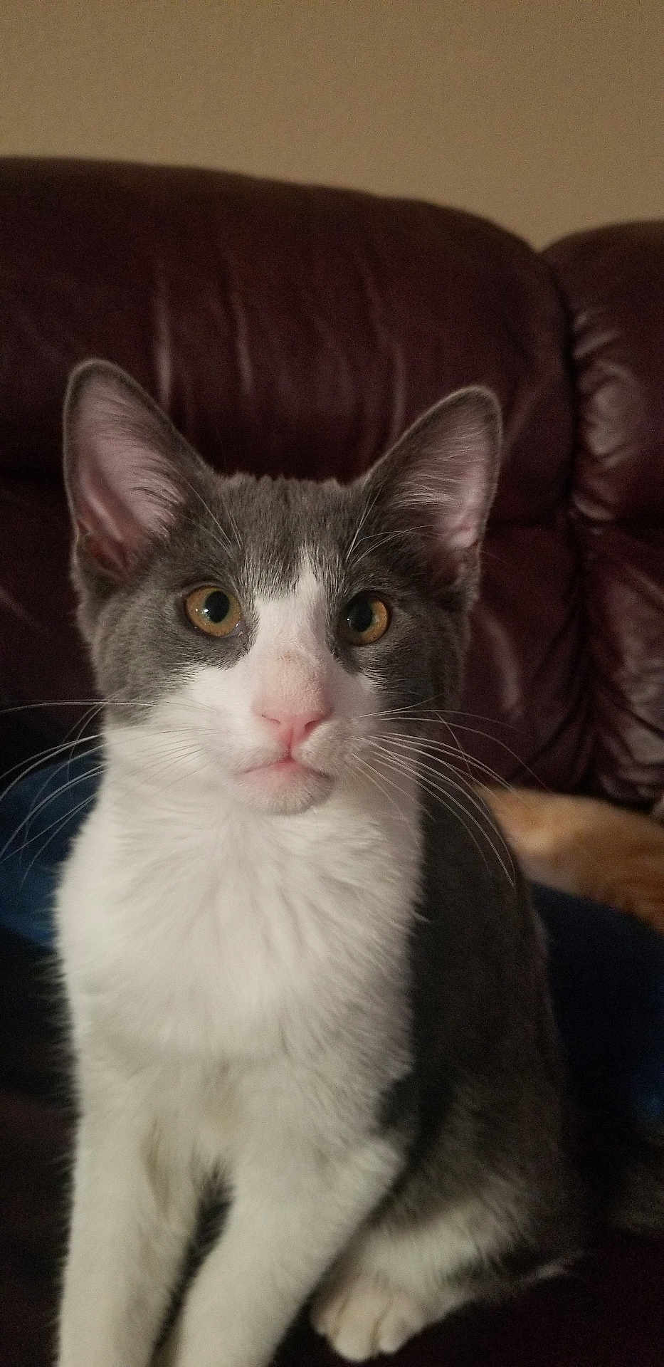 Zeus joined the competition — help win amazing prizes! cat, grey_and_white, pet, feline, whiskers, ears, sitting, indoor, leather_couch, fur, animal, cute, domestic_animal, face, portrait, looking, eyes, nose, paw, young_cat