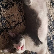 Zeus joined the competition — help win amazing prizes! cat, gray, white, pet, animal, lying_down, carpet, indoor, cute, feline, stretching, playful, whiskers, ears, paws, fur, young_cat, domestic_cat, relaxed, looking_up