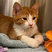 Apollo is registered to the contest to win money with this photo: animal, cat, closeup, curtains, cute, domestic, ears, face, fur, indoor, kitten, orange_cat, orange_object, pet, relaxed, resting, soft_texture, towel, whiskers, white_paws