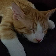 Apollo is registered to the contest to win money with this photo: cat, orange_cat, white_paw, sleeping, nap, feline, pet, domestic_cat, fur, whiskers, relaxation, leather_couch, indoor, animal, cute, rest, mammal, closeup, cozy, peaceful