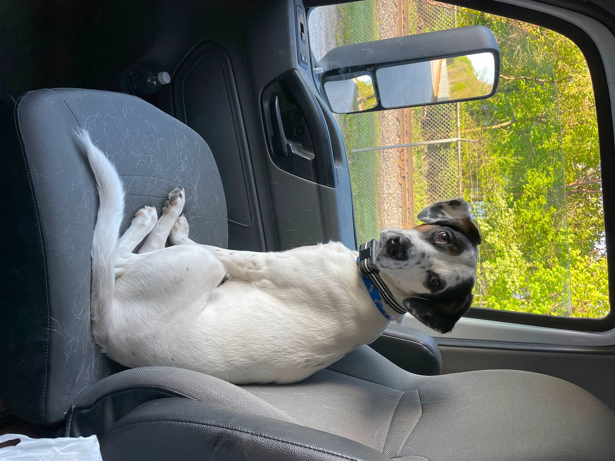 Bailey is registered to the contest to win money with this photo: auto_part, automotive_exterior, automotive_mirror, car, car_seat, car_seat_cover, carnivore, collar, comfort, companion_dog, dog, dog_breed, fawn, head_restraint, motor_vehicle, snout, tints_and_shades, vehicle, vehicle_door, window