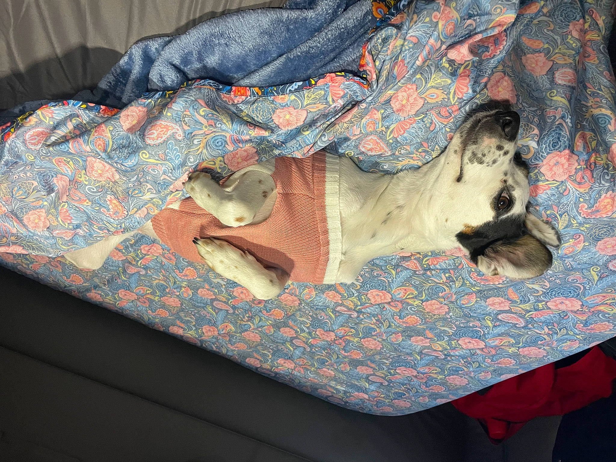 Bailey joined the competition — help win amazing prizes! bag, baggage, bedding, carmine, carnivore, comfort, companion_dog, denim, fashion_accessory, fawn, flooring, fur, grey, linens, luggage_and_bags, pattern, sleeve, t_shirt, visual_arts, woven_fabric