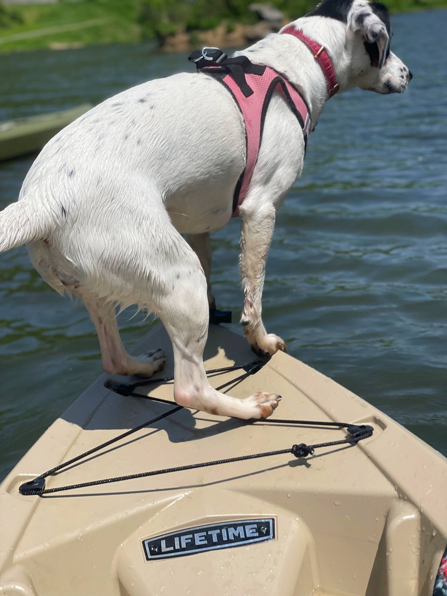 Bailey is registered to the contest to win money with this photo: boat, boats_and_boating_equipment_and_supplies, carnivore, collar, companion_dog, dog, dog_breed, dog_collar, dog_supply, lake, leash, naval_architecture, pet_supply, snout, vehicle, vertebrate, water, watercraft, white, working_animal