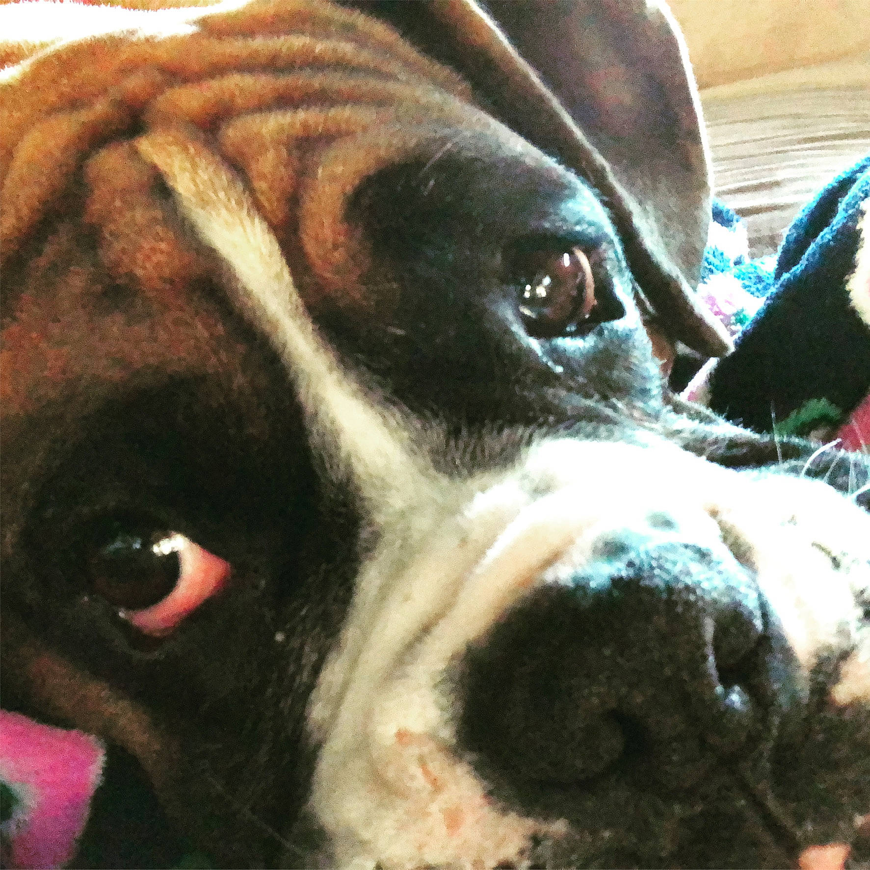 Cletus joined the competition — help win amazing prizes! canidae, carnivore, close_up, companion_dog, dog, dog_breed, fawn, fur, giant_dog_breed, jaw, light, liver, molosser, non_sporting_group, snout, sporting_group, terrestrial_animal, whiskers, working_animal, working_dog