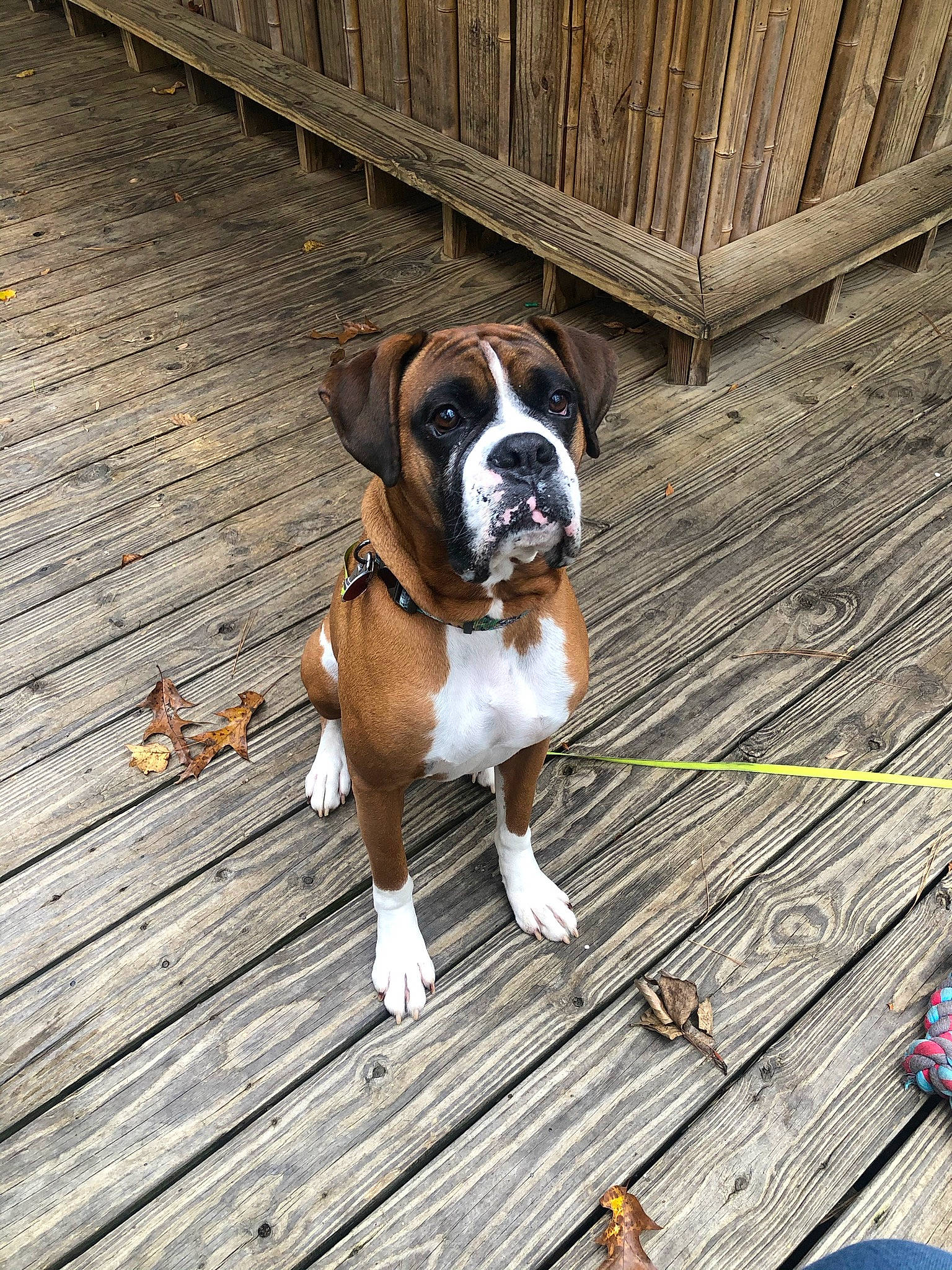 Cletus joined the competition — help win amazing prizes! boxer, bulldog, canidae, carnivore, collar, companion_dog, dog, dog_breed, dog_collar, fawn, fence, flooring, hardwood, plank, plant, snout, sporting_group, tail, wood, working_animal