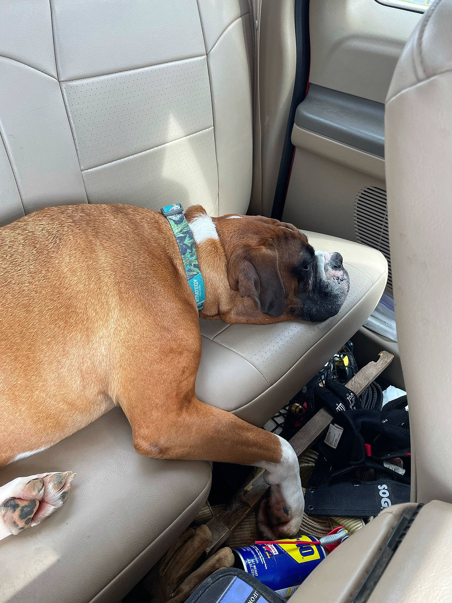 Cletus joined the competition — help win amazing prizes! auto_part, automotive_design, automotive_exterior, car, car_seat, car_seat_cover, carnivore, comfort, companion_dog, dog, dog_breed, fawn, head_restraint, hood, liver, mode_of_transport, motor_vehicle, personal_luxury_car, vehicle, vehicle_door
