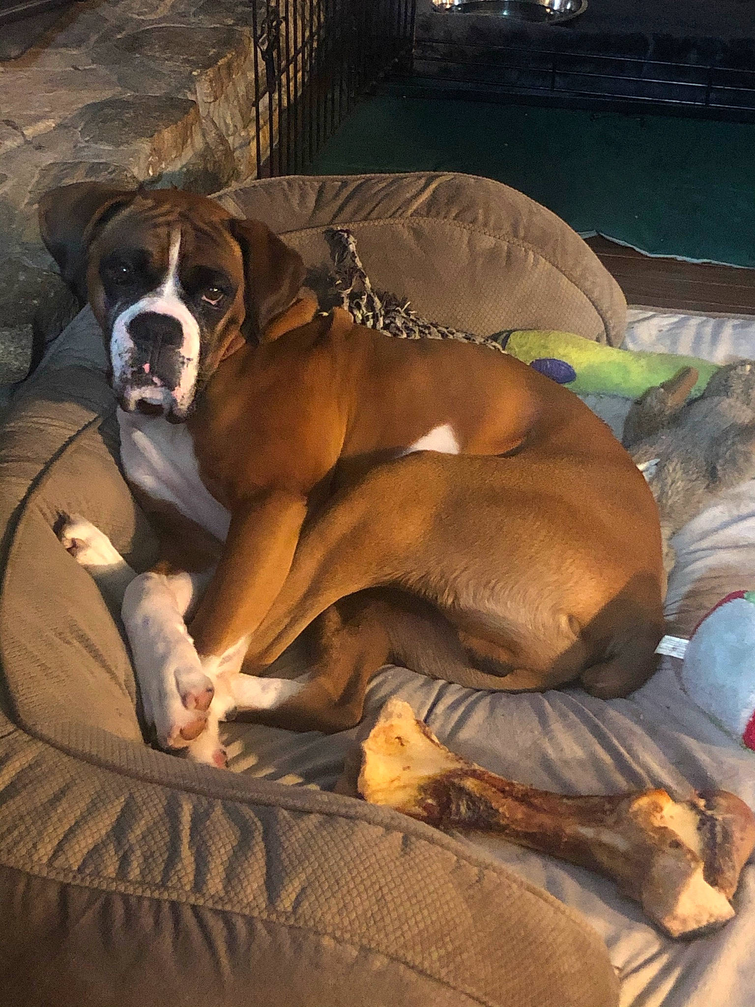 Cletus is registered to the contest to win money with this photo: bored, boxer, canidae, carnivore, comfort, companion_dog, dog, dog_breed, dog_supply, fawn, fur, linens, liver, snout, sporting_group, terrestrial_animal, whiskers, working_animal, working_dog, wrinkle