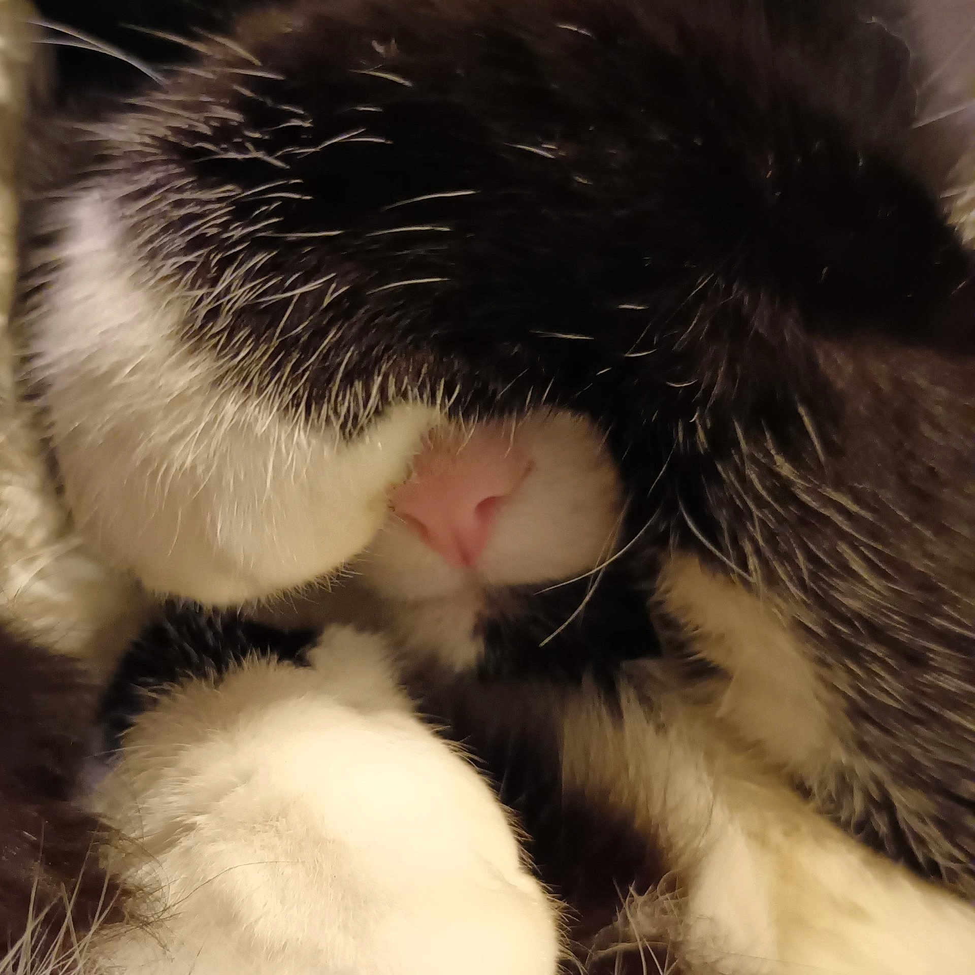 Oracle participe au concours pour gagner de l'argent avec cette photo : animal, black_and_white, cat, close_up, cozy, curled_up, cute, domestic_animal, feline, fur, hidden_face, indoor, nose, paw, pet, pink_nose, resting, sleeping, soft, whiskers