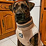 dog, brindle, vest, clothing, indoor, kitchen, tile_floor, wooden_cabinets, appliance, pet, animal, sitting, portrait, brown, cute, domestic, warm_lighting, floor, furniture, closeup