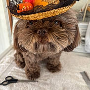 Mollie Jane is registered to the contest to win money with this photo: dog, brown_dog, fluffy, hat, straw_hat, pumpkin, autumn_leaves, pet, grooming, scissors, comb, towel, cute, indoors, close_up, animal, portrait, face, fur, small_dog