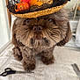 dog, brown_dog, fluffy, hat, straw_hat, pumpkin, autumn_leaves, pet, grooming, scissors, comb, towel, cute, indoors, close_up, animal, portrait, face, fur, small_dog