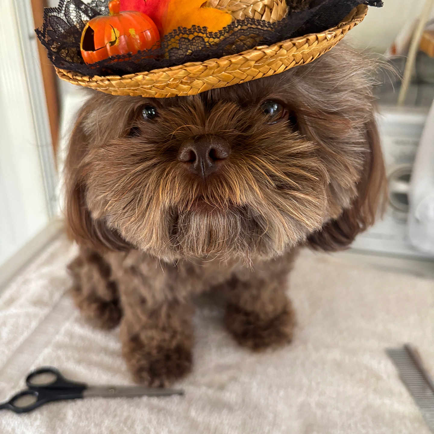 Mollie Jane is registered to the contest to win money with this photo: animal, autumn_leaves, brown_dog, close_up, comb, cute, dog, face, fluffy, fur, grooming, hat, indoors, pet, portrait, pumpkin, scissors, small_dog, straw_hat, towel