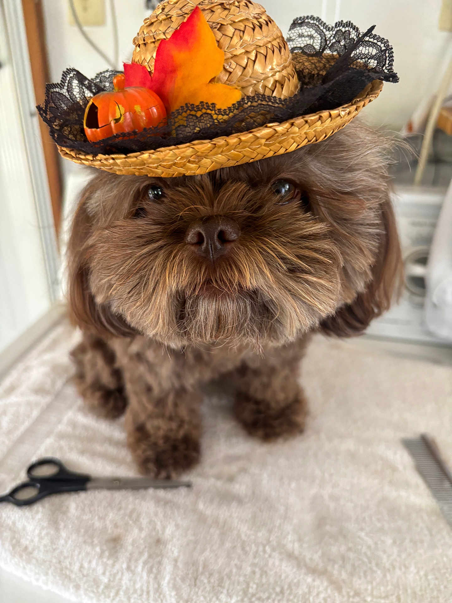 Mollie Jane is registered to the contest to win money with this photo: dog, brown_dog, fluffy, hat, straw_hat, pumpkin, autumn_leaves, pet, grooming, scissors, comb, towel, cute, indoors, close_up, animal, portrait, face, fur, small_dog