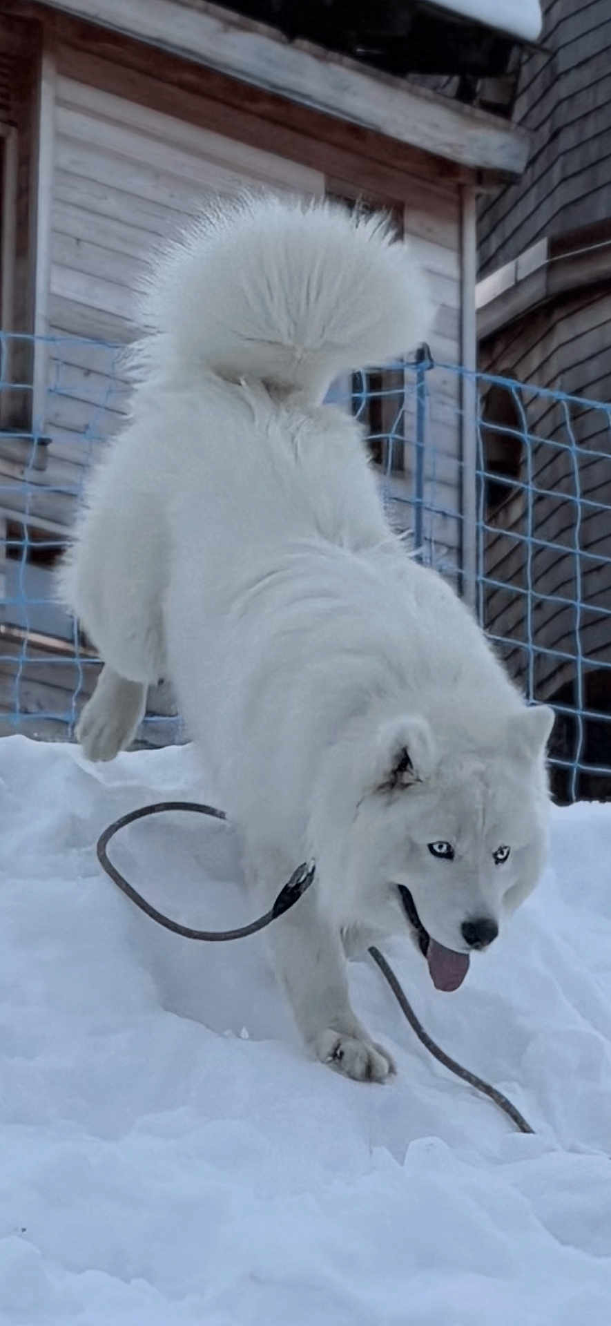 Seïko a rejoint le concours — aidez-le/la à gagner de superbes lots ! dog, white_dog, snow, playful, blue_eyes, fluffy, outdoor, winter, tongue_out, tail, canine, animal, pet, leash, wooden_cabin, fence, cold, fur, nature, daylight