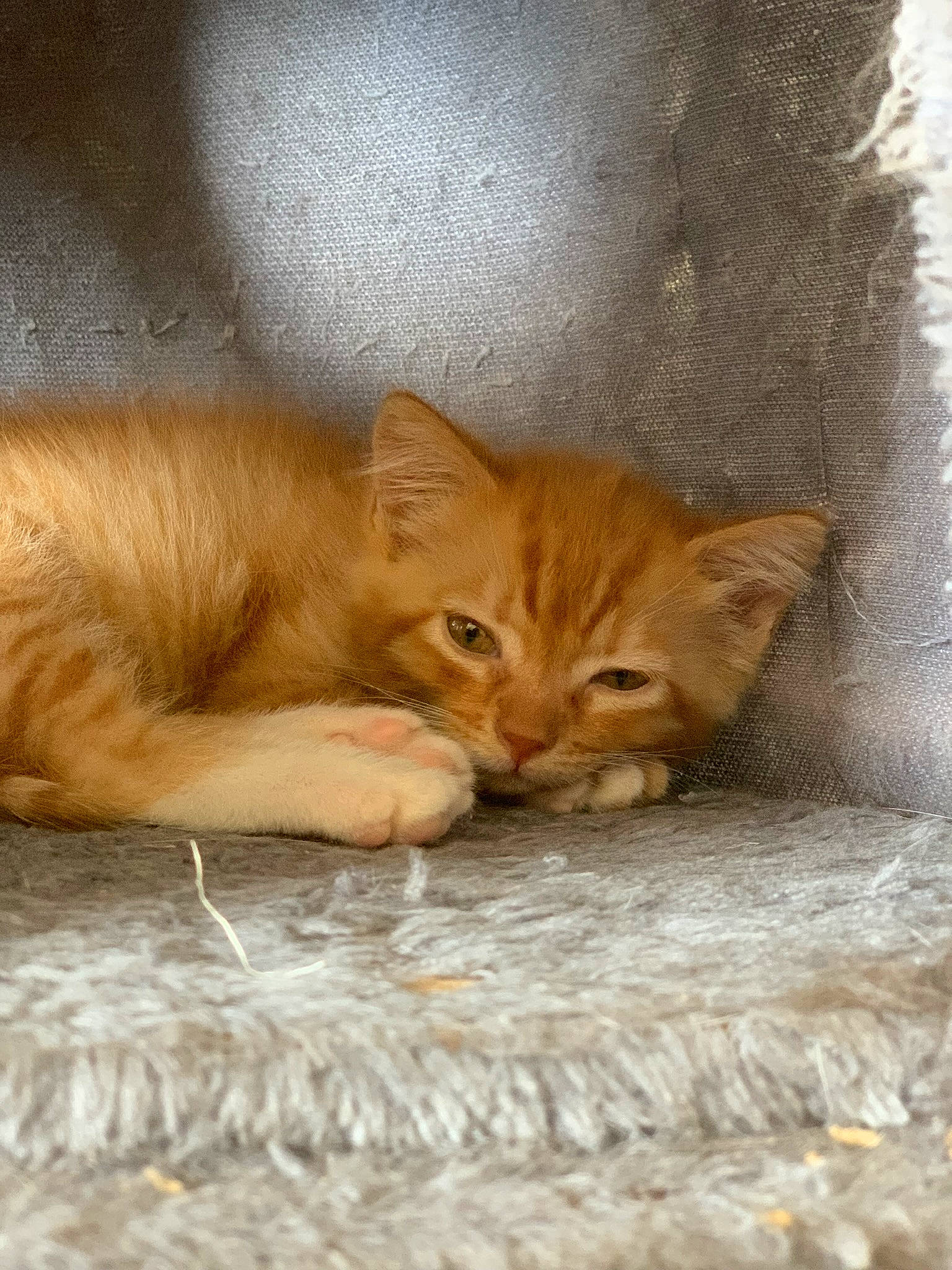 Lucie a rejoint le concours — aidez-le/la à gagner de superbes lots ! carnivore, cat, cat_supply, claw, comfort, domestic_short_haired_cat, fawn, felidae, fur, liver, mammal, paw, small_to_medium_sized_cats, snout, tail, terrestrial_animal, whiskers, wildlife, wood