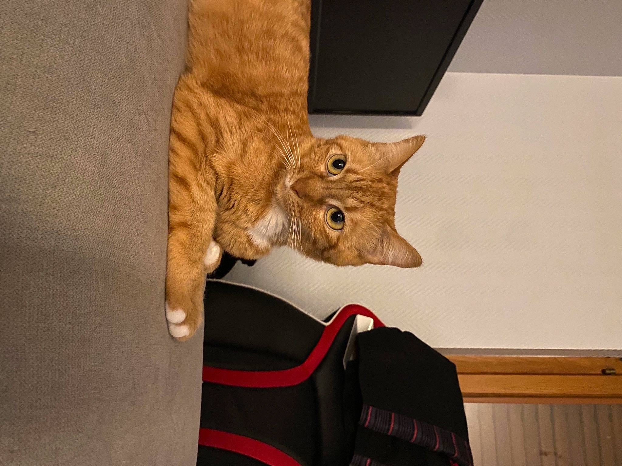 Lucie a rejoint le concours — aidez-le/la à gagner de superbes lots ! artifact, carnivore, cat, chair, claw, domestic_short_haired_cat, fawn, felidae, flooring, fur, luggage_and_bags, paw, plant, room, small_to_medium_sized_cats, snout, tail, terrestrial_animal, whiskers, wood