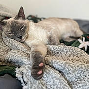 Mama joined the competition — help win amazing prizes! cat, sleeping, blanket, cozy, paw, fur, pet, indoor, resting, cute, mammal, animal, relaxed, home, soft, comfort, closeup, whiskers, face, nap