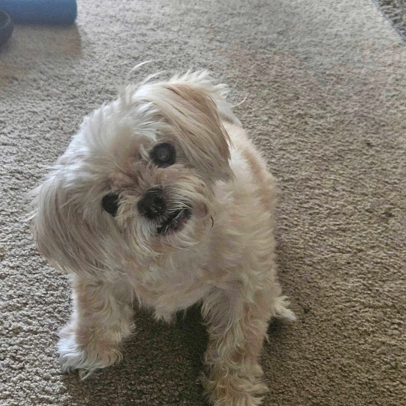Gizmo