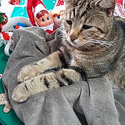 Sparow a rejoint le concours — aidez-le/la à gagner de superbes lots ! cat, tabby, blanket, table, christmas, holiday, elf_doll, toy, remote_control, decor, indoor, furniture, cozy, pattern, striped, cute, relaxed, pet, animal, soft