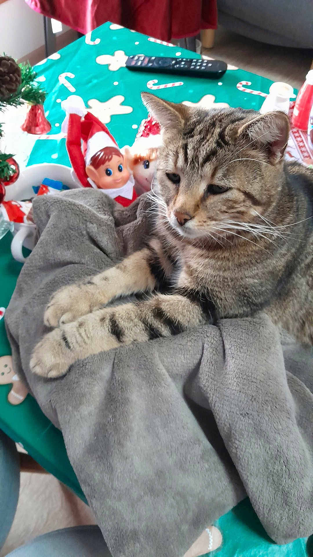 Sparow a rejoint le concours — aidez-le/la à gagner de superbes lots ! cat, tabby, blanket, table, christmas, holiday, elf_doll, toy, remote_control, decor, indoor, furniture, cozy, pattern, striped, cute, relaxed, pet, animal, soft