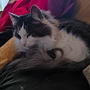 Olympe a rejoint le concours — aidez-le/la à gagner de superbes lots ! cat, sleeping, fluffy, black_and_white, pet, feline, resting, cozy, blanket, cushion, indoor, fur, whiskers, tail, closeup, domestic_animal, relaxation, comfort, nap, soft