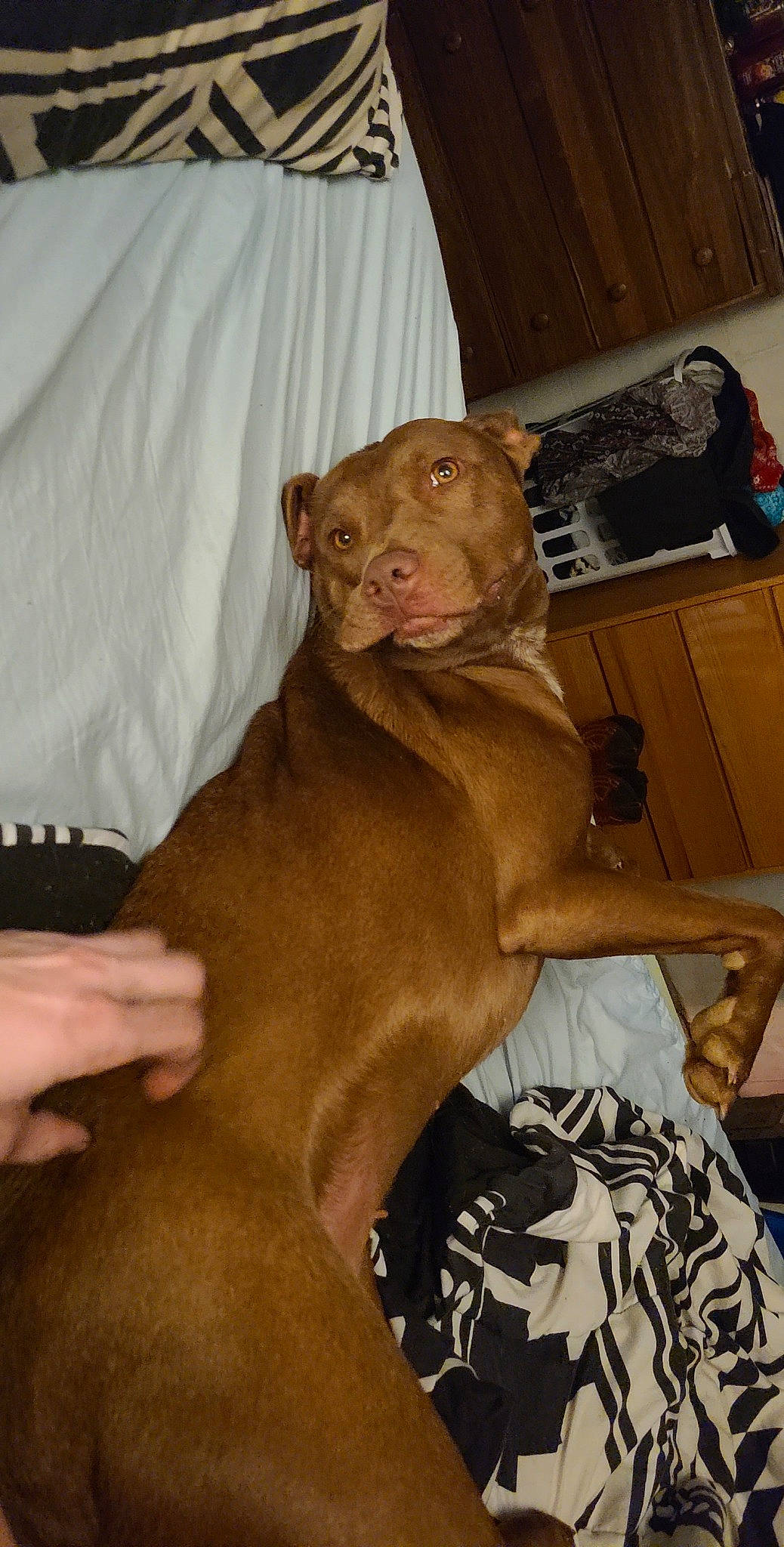 Nellie is registered to the contest to win money with this photo: box, brown, cabinetry, canidae, carnivore, comfort, companion_dog, dog, dog_breed, fawn, jaw, liver, muscle, nail, neck, skin, snout, terrestrial_animal, vertebrate, whiskers