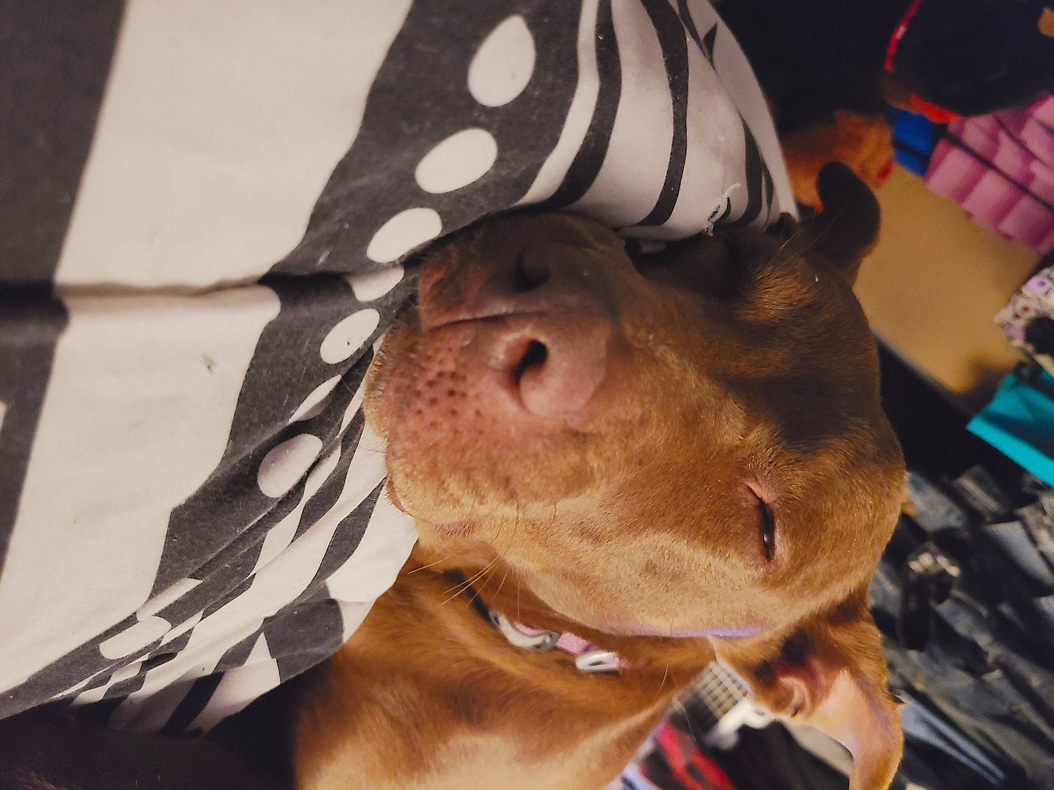 Nellie joined the competition — help win amazing prizes! american_pit_bull_terrier, american_staffordshire_terrier, canidae, carnivore, companion_dog, dog, dog_breed, ear, fawn, guard_dog, head, non_sporting_group, nose, pit_bull, puppy, snout, sporting_group, staffordshire_bull_terrier, vizsla