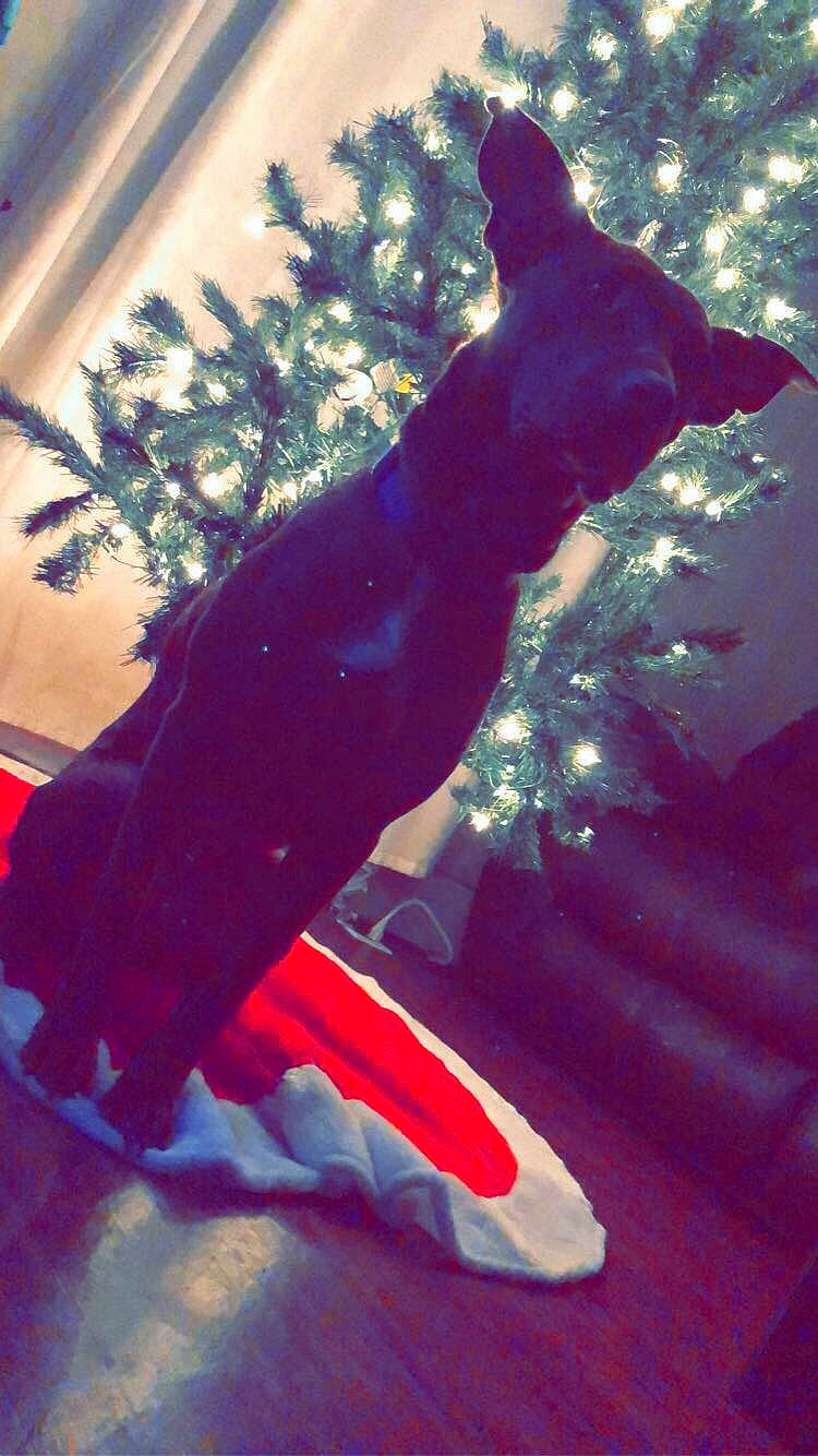 Nellie is registered to the contest to win money with this photo: fictional_character