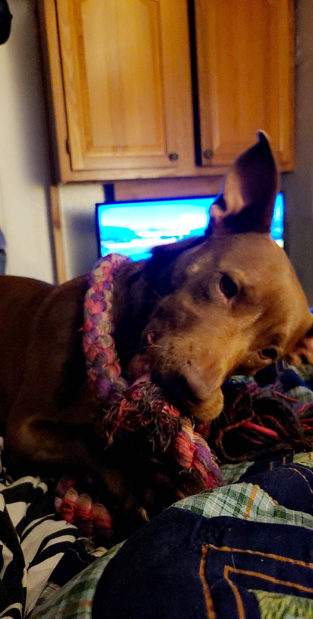 Nellie is registered to the contest to win money with this photo: canidae, carnivore, companion_dog, dog, dog_breed, ear, fawn, mammal, non_sporting_group, snout, sporting_group