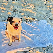 Princess Pandora joined the competition — help win amazing prizes! dog, beach, sand, towel, sunlight, happy, sitting, pet, outdoor, animal, canine, small_dog, white_towel, sunset_light, nature, playful, tongue_out, fur, smiling, relaxing