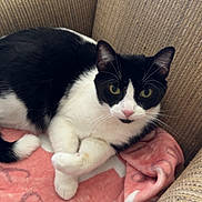 Gremlin is registered to the contest to win money with this photo: cat, black_and_white, pet, feline, indoor, blanket, armchair, cozy, relaxed, fur, whiskers, pink, texture, seated, looking, cute, domestic_animal, companion, resting, curious