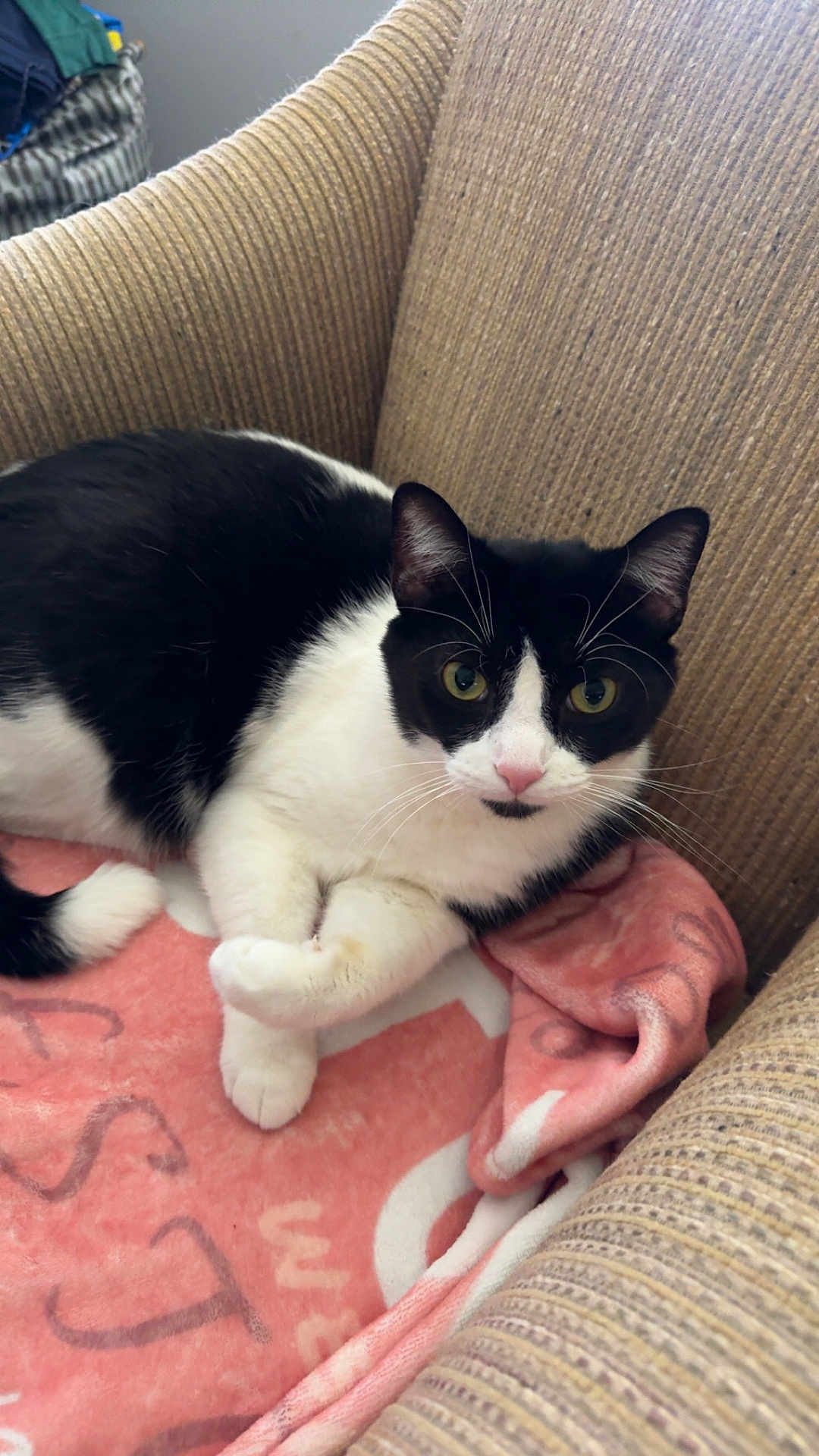 Gremlin is registered to the contest to win money with this photo: cat, black_and_white, pet, feline, indoor, blanket, armchair, cozy, relaxed, fur, whiskers, pink, texture, seated, looking, cute, domestic_animal, companion, resting, curious
