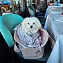 dog, white_dog, small_dog, bag, scarf, chair, restaurant, table, people, indoor, window, glass, reflection, casual, seated, curious, calm, cozy, pet, companion