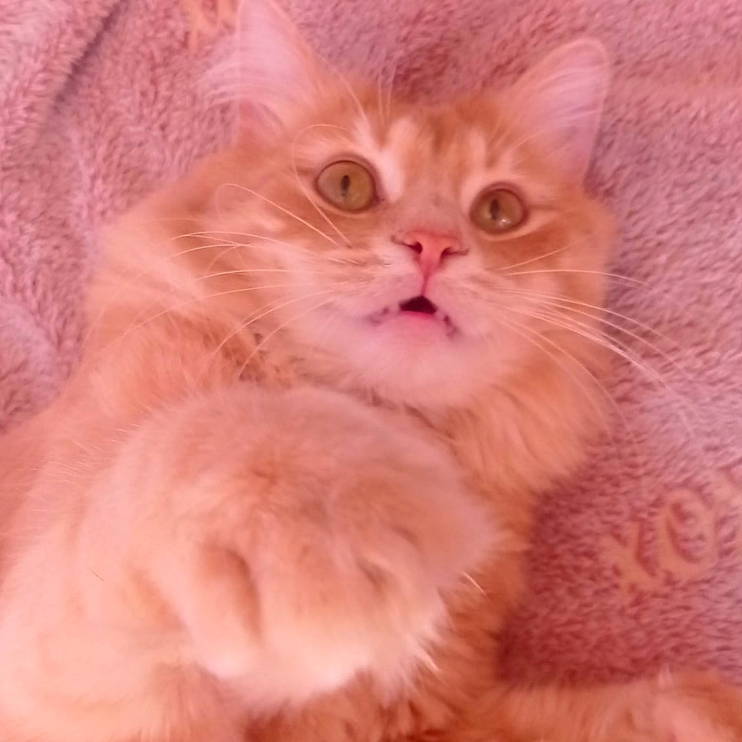 Mephisto participe au concours pour gagner de l'argent avec cette photo : british_longhair, carnivore, cat, claw, comfort, fawn, felidae, fur, paw, peach, small_to_medium_sized_cats, snout, tail, terrestrial_animal, whiskers