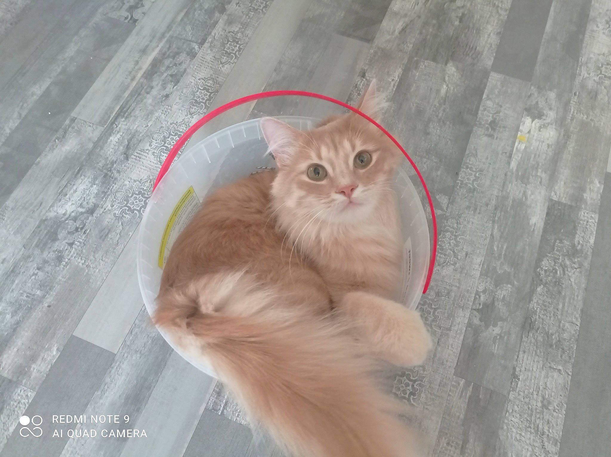 Mephisto a rejoint le concours — aidez-le/la à gagner de superbes lots ! british_longhair, carnivore, cat, claw, comfort, domestic_short_haired_cat, eye, fawn, felidae, fur, paw, sitting, small_to_medium_sized_cats, snout, street_light, tail, terrestrial_animal, whiskers, window, wood