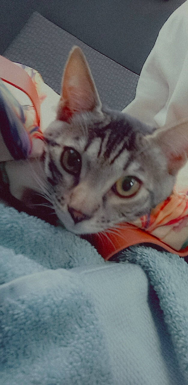 Tya a rejoint le concours — aidez-le/la à gagner de superbes lots ! carnivore, cat, claw, comfort, domestic_short_haired_cat, ear, felidae, fur, jaw, nap, nose, paw, sitting, small_to_medium_sized_cats, whiskers