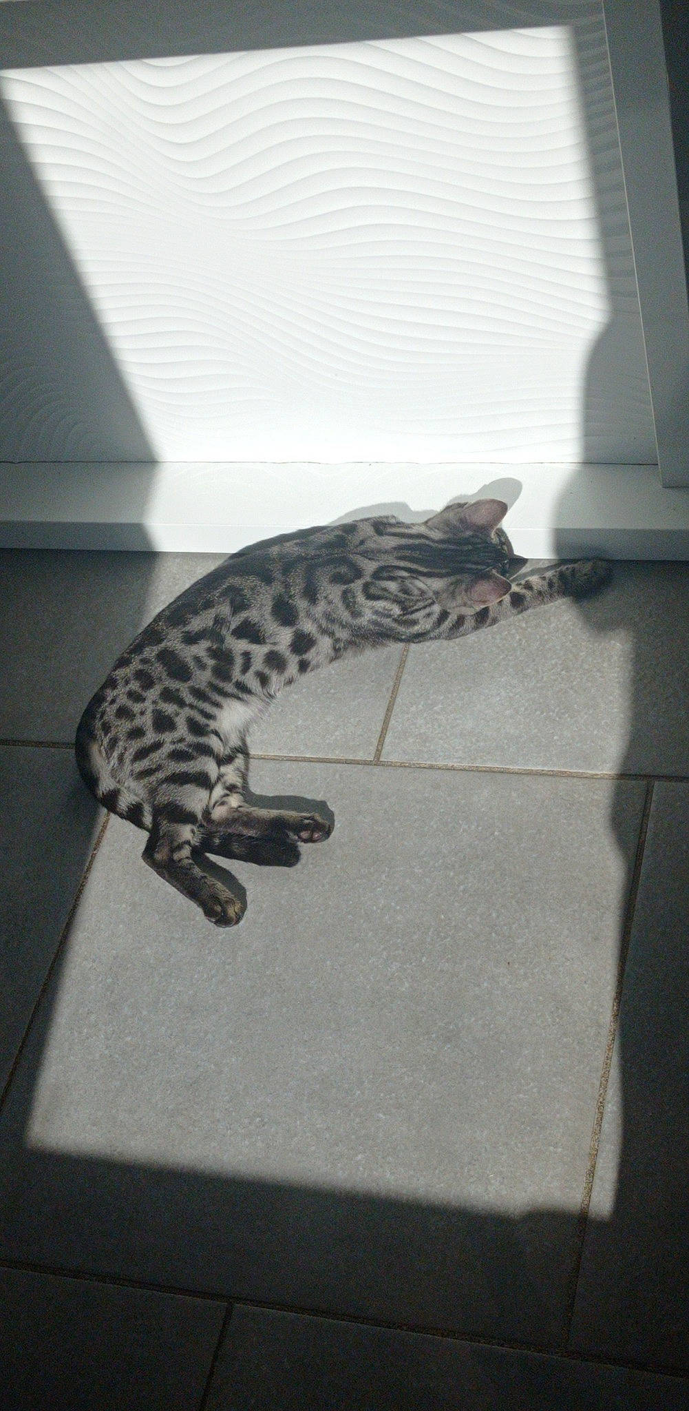 Tya participe au concours pour gagner de l'argent avec cette photo : carnivore, cat, claw, comfort, domestic_short_haired_cat, felidae, flooring, fur, grey, metal, monochrome, monochrome_photography, paw, room, small_to_medium_sized_cats, snout, tail, terrestrial_animal, whiskers