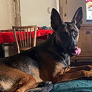 Taika participe au concours pour gagner de l'argent avec cette photo : dog, indoor, lying_down, licking_nose, ears, wooden_chair, table, red_tablecloth, television, furniture, brown, black, pet, curious, cozy, living_room, animal, domestic, relaxed, canine