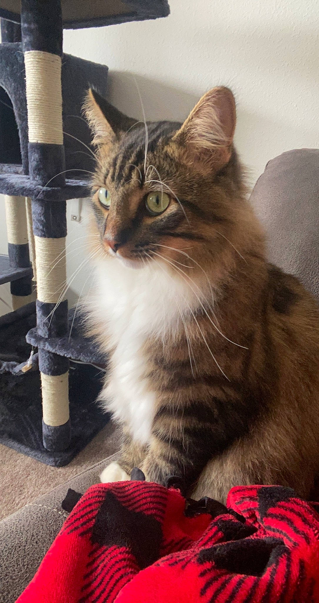 Mark is registered to the contest to win money with this photo: box, carnivore, cat, claw, domestic_short_haired_cat, fawn, felidae, fur, human_leg, lap, maine_coon, pattern, paw, plant, sitting, small_to_medium_sized_cats, snout, tail, whiskers, window