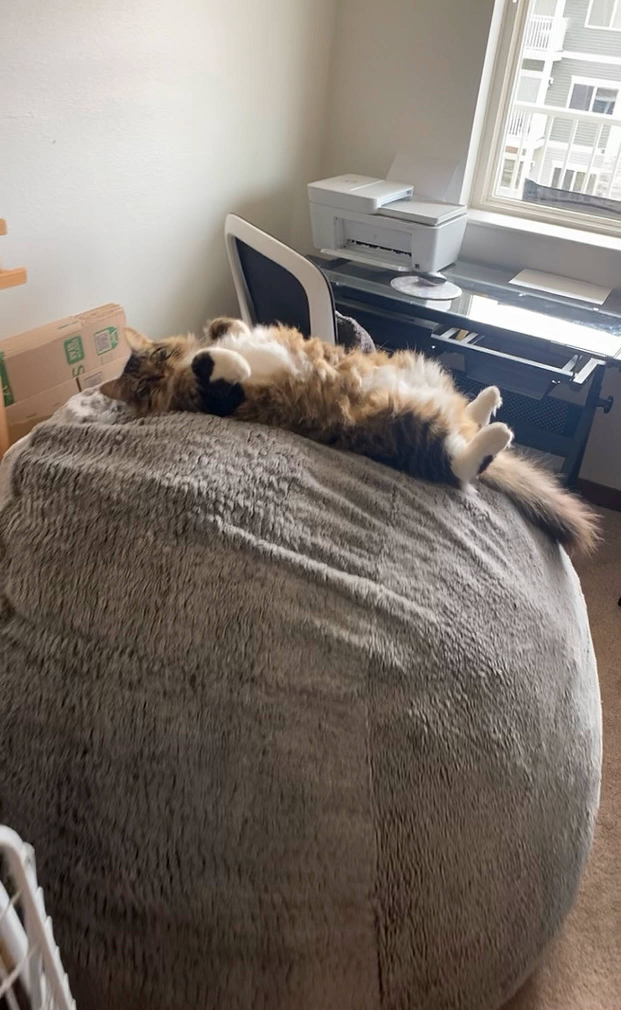 Mark is registered to the contest to win money with this photo: bed, carnivore, cat, comfort, duvet, fawn, felidae, floor, flooring, grey, hardwood, linens, mammal, small_to_medium_sized_cats, tail, textile, vertebrate, whiskers, window, wood