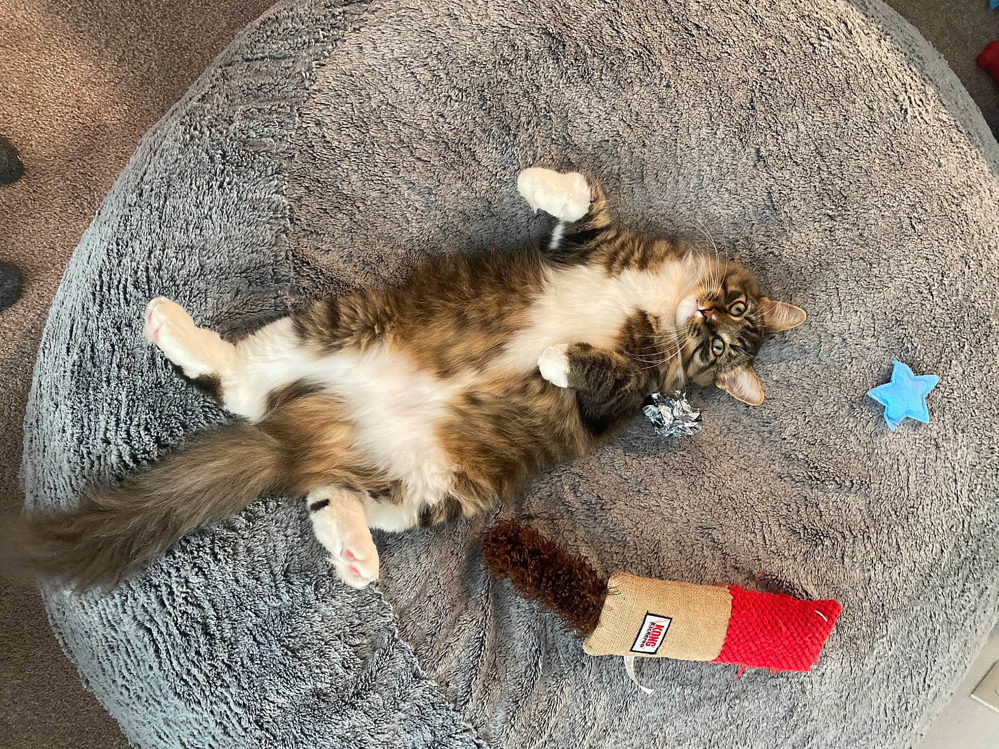 Mark joined the competition — help win amazing prizes! canidae, carnivore, cat, claw, comfort, companion_dog, dog_breed, domestic_short_haired_cat, felidae, fur, mammal, nap, paw, puppy, small_to_medium_sized_cats, sporting_group, tail, terrestrial_animal, vertebrate, whiskers