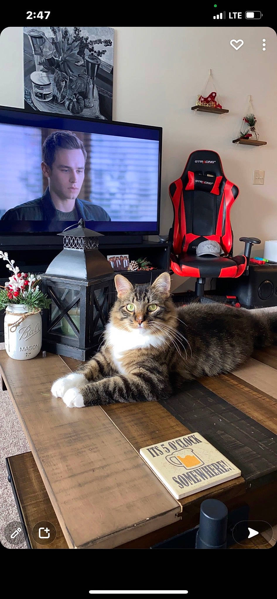 Mark is registered to the contest to win money with this photo: cable_television, carnivore, cat, comfort, computer_monitor, couch, felidae, flowerpot, home_appliance, houseplant, luggage_and_bags, mammal, output_device, picture_frame, plant, small_to_medium_sized_cats, table, television, television_set, whiskers