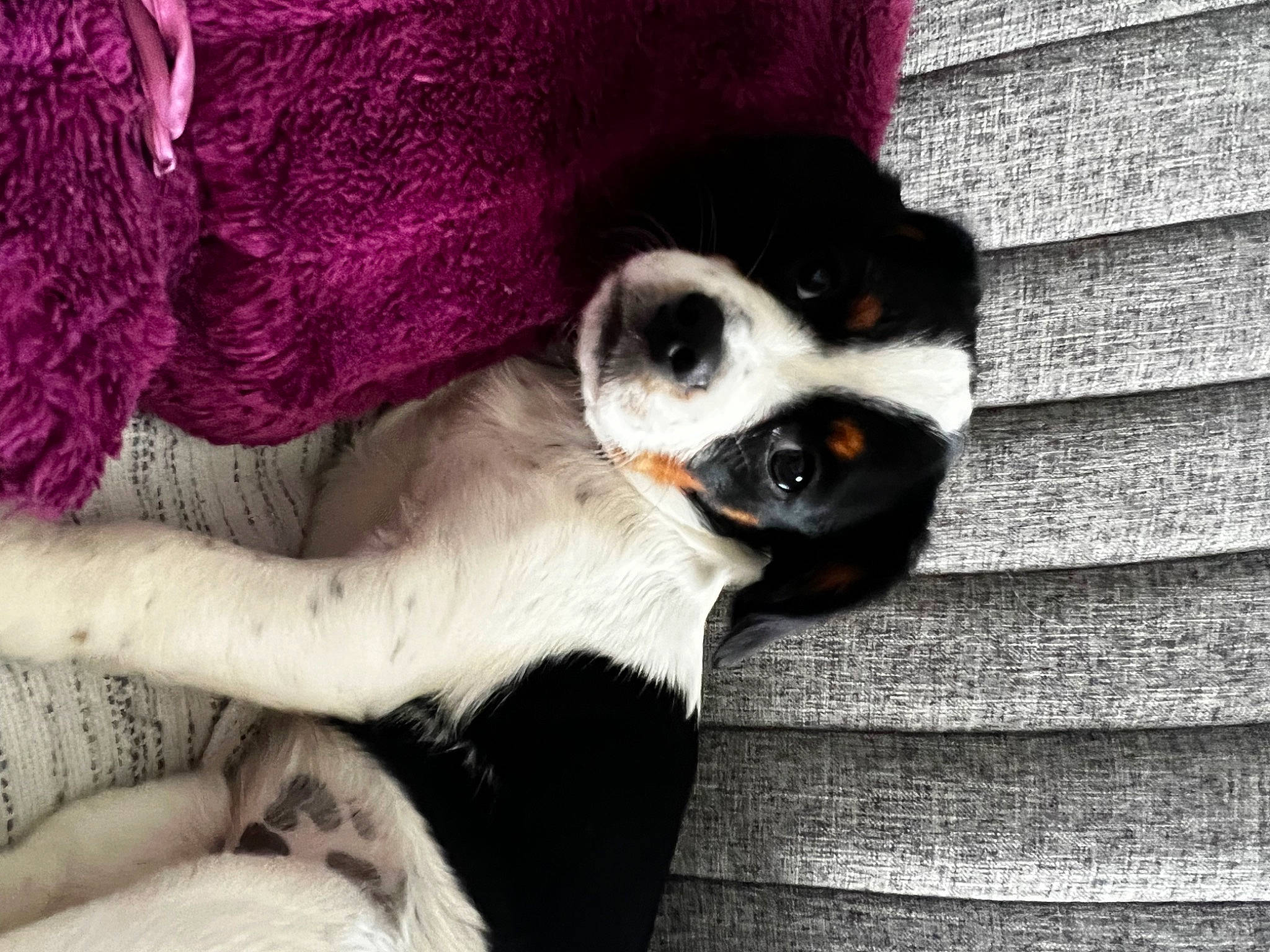 Flo joined the competition — help win amazing prizes! canidae, carnivore, comfort, companion_dog, creative_arts, dog, dog_breed, fawn, fur, grey, human_leg, linens, magenta, pattern, paw, snout, sporting_group, tail, toy_dog, whiskers