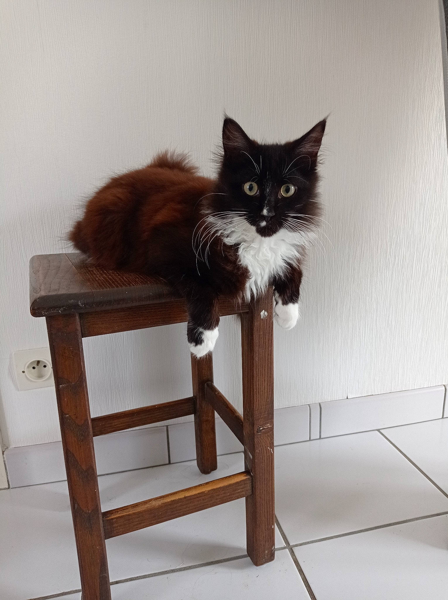 Tyrex a rejoint le concours — aidez-le/la à gagner de superbes lots ! carnivore, cat, cat_supply, chair, comfort, fawn, felidae, floor, flooring, flowerpot, fur, grey, hardwood, rectangle, small_to_medium_sized_cats, tail, whiskers, window, wood, wood_stain