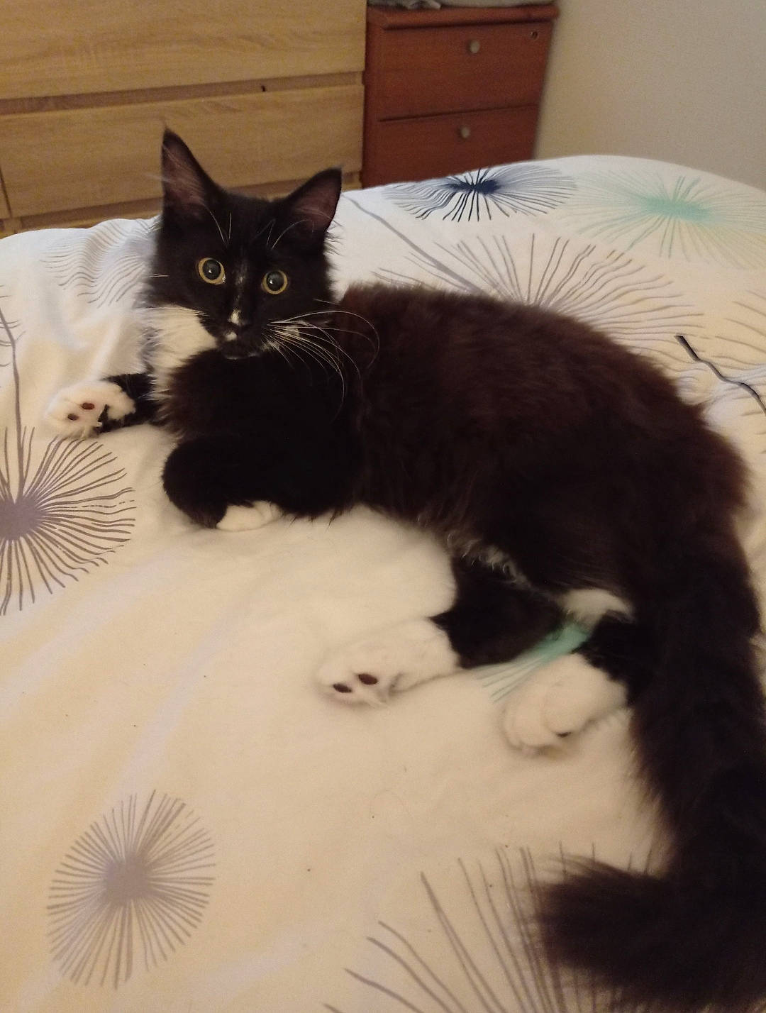 Tyrex participe au concours pour gagner de l'argent avec cette photo : bed, black_cat, cabinetry, carnivore, cat, claw, comfort, domestic_short_haired_cat, drawer, felidae, flooring, fur, hardwood, linens, paw, small_to_medium_sized_cats, snout, tail, whiskers, wood