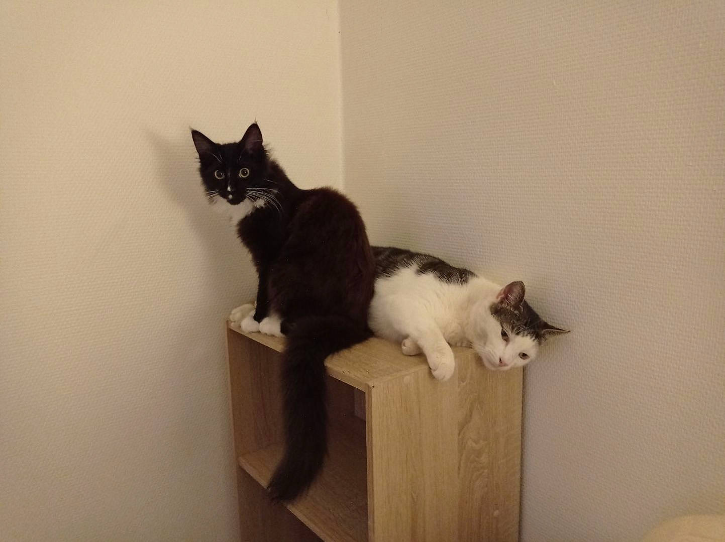 Tyrex participe au concours pour gagner de l'argent avec cette photo : black_cat, box, cabinetry, cardboard, carnivore, cat, cat_supply, comfort, domestic_short_haired_cat, felidae, fur, hardwood, paw, pet_supply, room, sitting, small_to_medium_sized_cats, tail, whiskers, wood