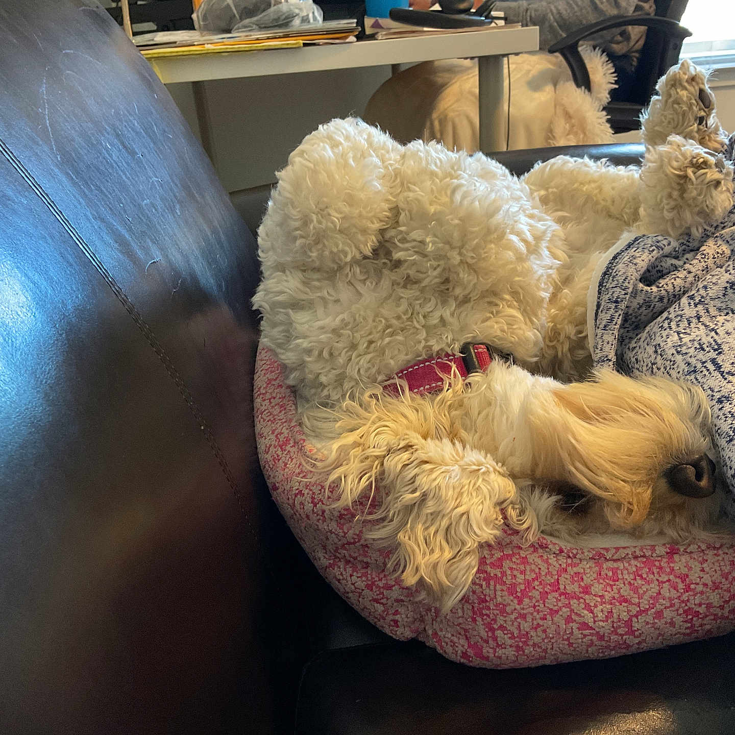Tilly joined the competition — help win amazing prizes! animal, armchair, blanket, canine, chair, cockerspaniel, couch, cushion, dog, furniture, homedecor, hound, linen, person, pet, poodle, puppy, sleeping, terrier, toy