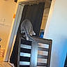 Oakley joined the competition — help win amazing prizes! cat, chair, wooden_chair, gray_cat, indoor, curious_cat, carpet, doorway, black_curtain, wall, floor, furniture, pet, animal, home, living_space, domestic_cat, climbing, exploring, quiet