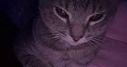 Oakley is registered to the contest to win money with this photo: cat, feline, pet, animal, tabby, striped, paw, blanket, pink, indoor, cute, relaxed, sleepy, fur, whiskers, ears, closeup, resting, dark, cozy